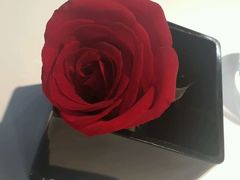 -BLACKSWAN黑天鹅(环球店)