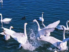 -函谷关历史文化旅游区