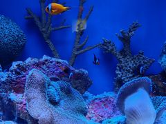 -上海海洋水族馆