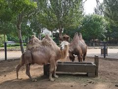 -长白岛森林公园