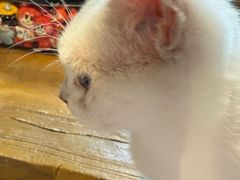 -猫猫幼稚园·撸猫·桌游·电玩