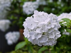 -西山漾湿地公园