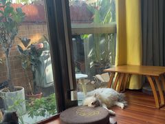 -楼上猫咖(罗湖店)