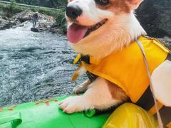 -萌宠之家·腊肠犬·马尔泰·小体犬舍