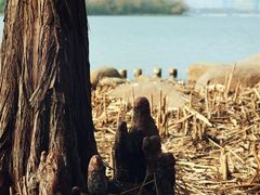 -长广溪湿地公园