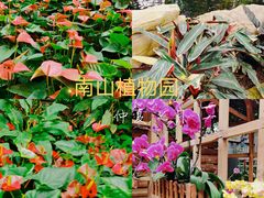 -南山植物园