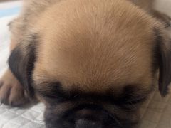 -中农大我爱我爱24h动物医院·中医针灸·猫专科·骨科医疗中心(双井店)