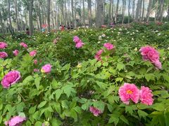 -仁和公园(顺义区)