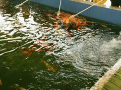 -昆山城市生态森林公园