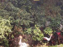 -广州长隆飞鸟乐园