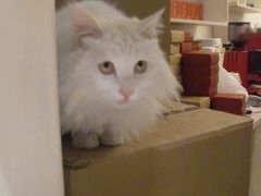 -Babycat私家御饼屋(龙头路一店)