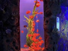 -锦艺城海洋馆