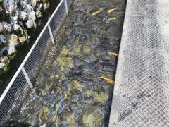 虹鳟-京北渔家傲