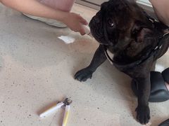 -帕帕拉兹宠物(亚洲旗舰店)