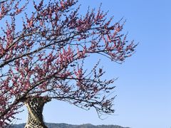 -浙江西子宾馆·牡丹厅