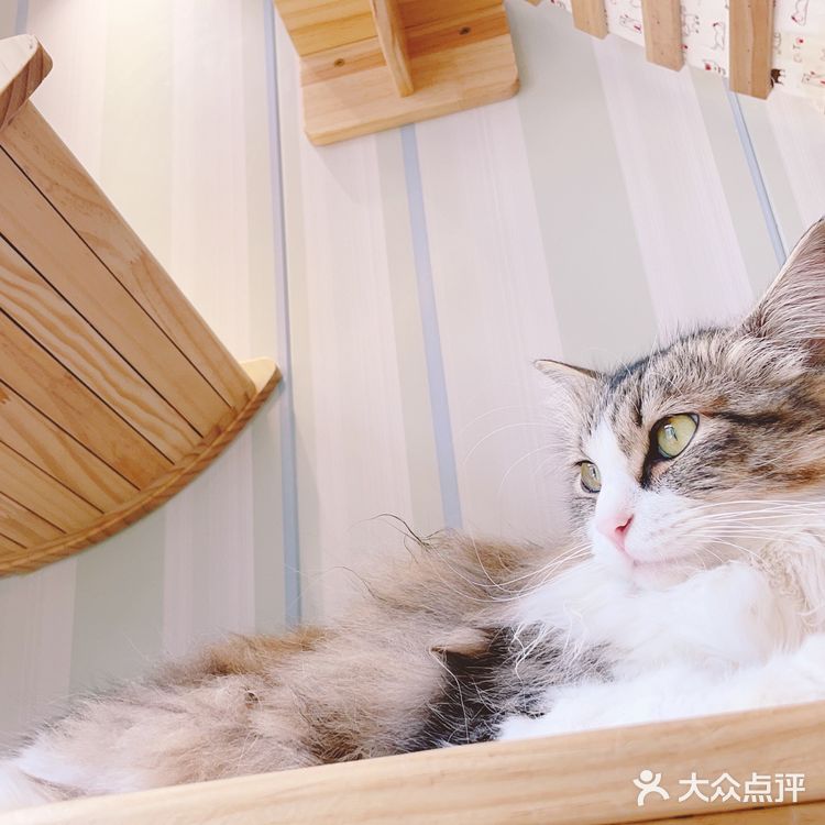 魔都夏日撸猫胜地｜Mocha猫咪咖啡🐱☕️