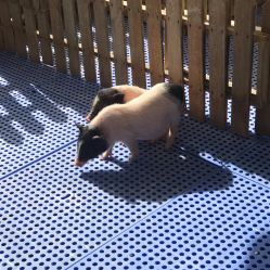 -萌宠亲子动物乐园(槐房万达店)