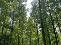 -黄海国家森林公园