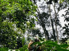-普洱太阳河森林公园