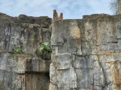 -海南热带野生动植物园