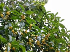 -谷咖啡·鲜花绿植花园餐厅