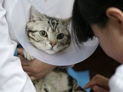 开始打麻药了。-纳吉亚猫专科动物诊疗中心(蒋宅口分院)
