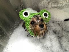 -Oh My Dog宠物沙龙(伊珊娜皮毛护理店)