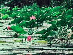 -白洋淀景区