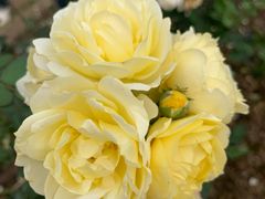 -人民公园(罗湖区)