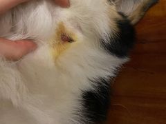 -帕帕拉兹宠物(亚洲旗舰店)