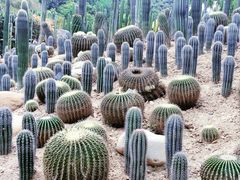 -深圳仙湖植物园