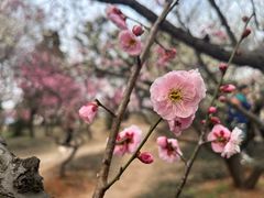 -梅花山(明孝陵内)