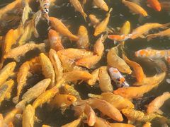 -长春市南湖公园