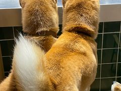 -是阿柴呀！柴犬咖啡·爱喵喵猫咖