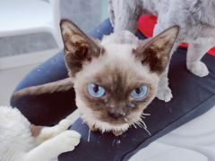 -喵的天空名猫咖啡馆·撸猫·猫舍·用品