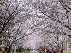 -高东镇樱花园