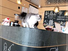-瞄一喵猫咖(格力海岸店)