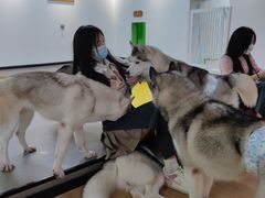 -Husky Go! 哈士奇体验馆·宠物咖啡厅狗咖