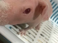 -藦茜花园宠物主题亲子互动体验馆(国顺东路店)