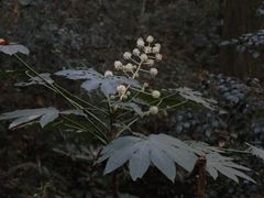 -西湖风景区十里琅珰-五云山