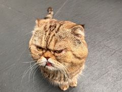 -财神鸡煲(华强北店)