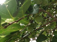 -南京市芳草园小学(凤凰校区)