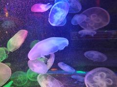 -太平洋海底世界