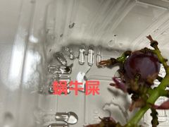 -果多美(纪家庙店)