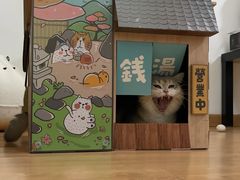 -猫大福·Fortune Cat猫舍(百子湾店)
