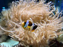 -太平洋海底世界