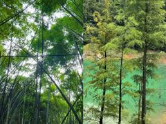 -田心森林公园