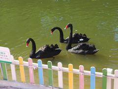 -苏州太湖西山岛开心农场