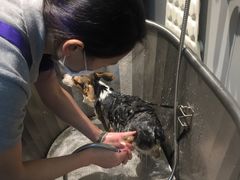 -PETKIT 小佩宠物·低压洗护·美容·寄养(安远店)