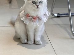 -怪兽屋·羊驼·猫咖·狗咖(俊华广场店)